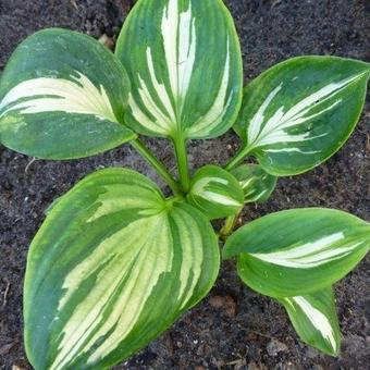 Hosta 'Lionheart'