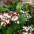 Viburnum tinus 'Gwenllian'