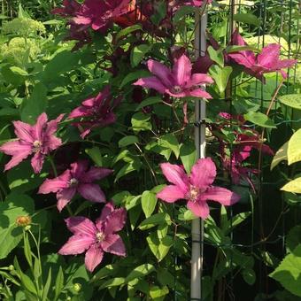 Clematis 'Ruutel'