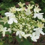 Viburnum furcatum - 