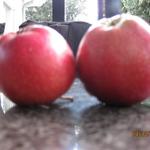 Malus domestica 'Summerred - 