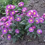 Aster 'Crown' - 