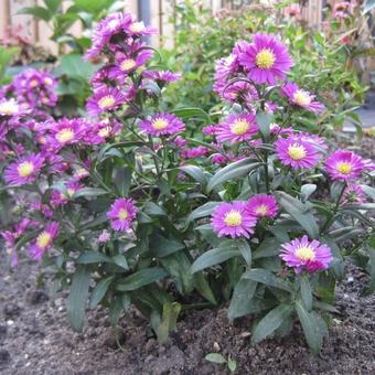 Aster 'Crown'