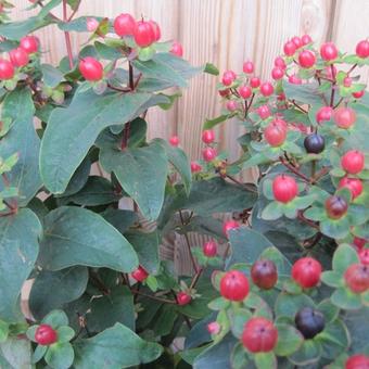 Hypericum x inodorum 'MAGICAL Red'