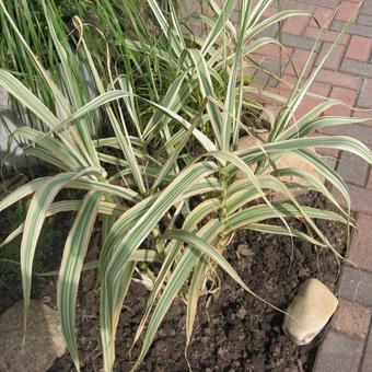 Arundo donax var. versicolor