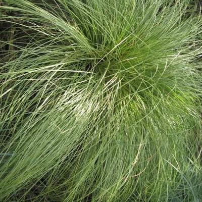 Carex comans 'Frosted Curls' - Carex comans 'Frosted Curls'