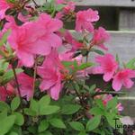 Rhododendron 'Momoko' - 