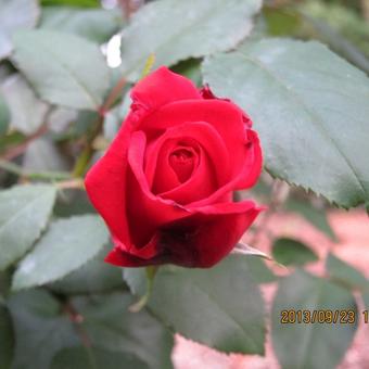 Rosa 'Black Baccara'