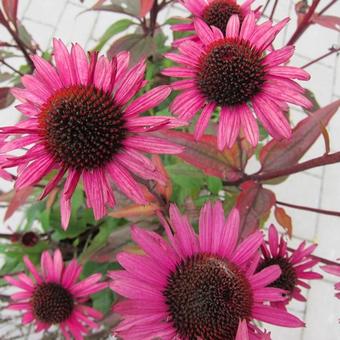 Echinacea purpurea 'Mistral'