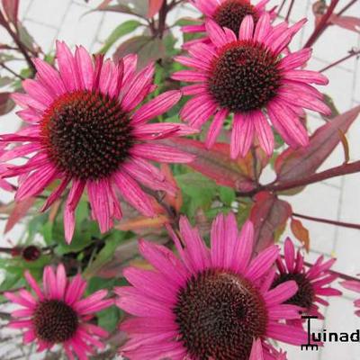 Echinacea purpurea 'Mistral' - 