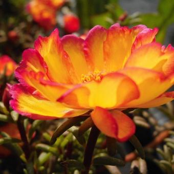 Portulaca grandiflora