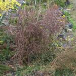 Berberis thunbergii f. atropurpurea 'Harlequin' - 