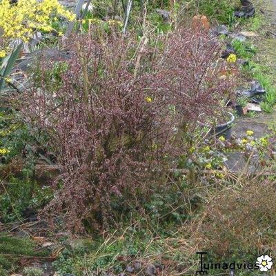 Berberis thunbergii f. atropurpurea 'Harlequin'