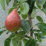 Pyrus communis 'Charneux' - 