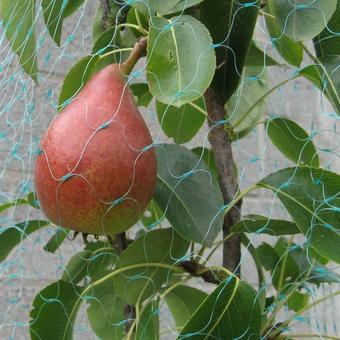 Pyrus communis 'Charneux'