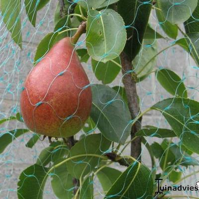 Pyrus communis 'Charneux' - Pyrus communis 'Charneux'