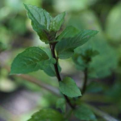 Mentha piperita 'Nigra'