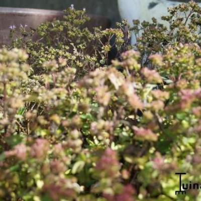 Origanum 'Marchants Seedling' - 