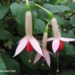 Fuchsia 'Waternymph' - 