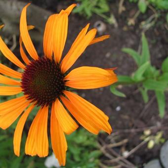 Echinacea purpurea 'Flame Thrower'