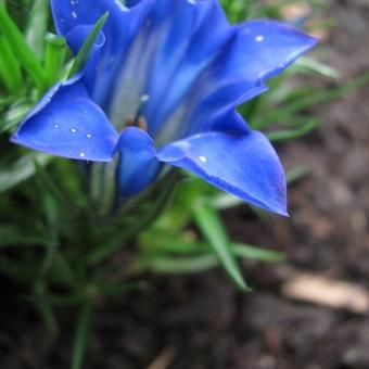 Gentiana sino-ornata