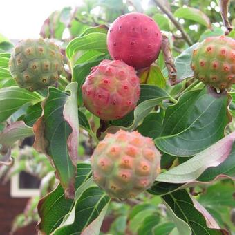 Cornus kousa