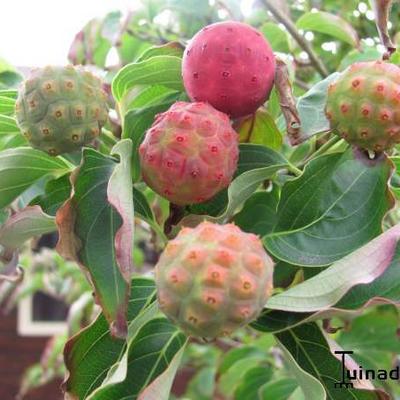 Cornus kousa - 