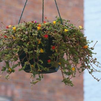 Portulaca grandiflora 'Carnaval'