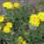 Achillea tomentosa