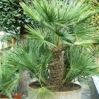 Chamaerops humilis