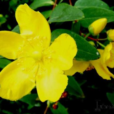 Hypericum forrestii - 