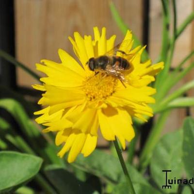 Coreopsis grandiflora 'Sonnenkind'