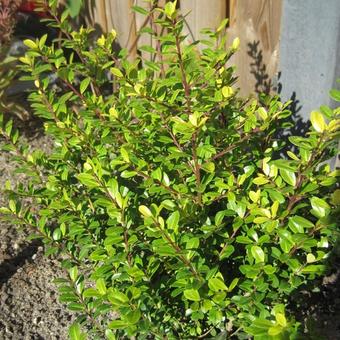 Ilex crenata 'Golden Gem'