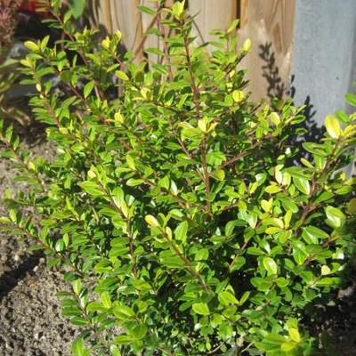 Ilex crenata 'Golden Gem' - Ilex crenata 'Golden Gem'