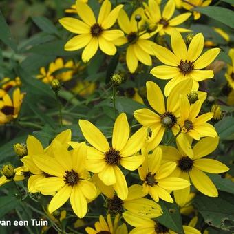 Coreopsis tripteris