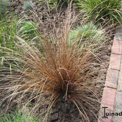 Carex comans 'Bronze Form' - Carex comans 'Bronze Form'