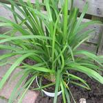 Dianella hybride 'Streetscape' - 