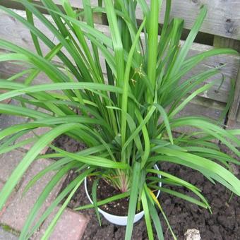 Dianella hybride 'Streetscape'