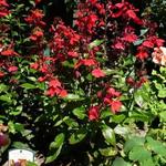 Lobelia x speciosa 'FAN Scharlach' - 