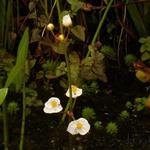 Sagittaria graminea - SAGITTAIRE À FEUILLES DE GRAMINÉE, FLÈCHE D'EAU, - Sagittaria graminea