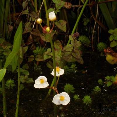 Sagittaria graminea - Grasblättriges Pfeilkraut