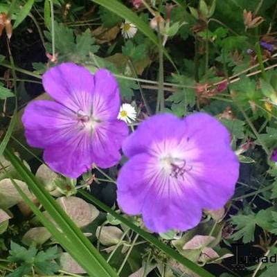 Geranium 'Rozanne' - Geranium 'Rozanne'