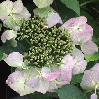 Hydrangea serrata Teller