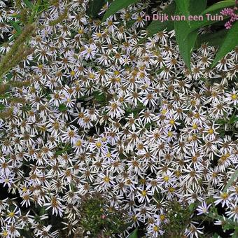 Aster macrophyllus