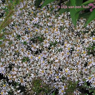 Eurybia macrophylla - Aster macrophyllus