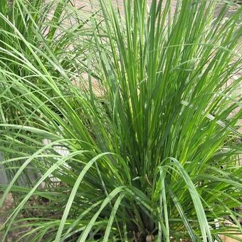 Cortaderia selloana  'Pumila'