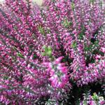 Calluna vulgaris - Besenheide