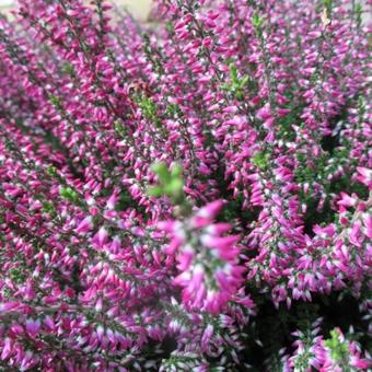 Calluna vulgaris