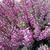 Calluna vulgaris