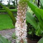 Eucomis comosa - 